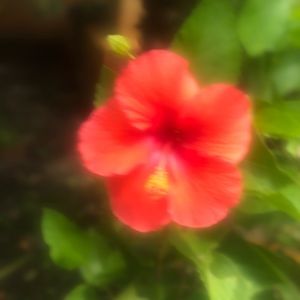 Meet your Posher, Chantal